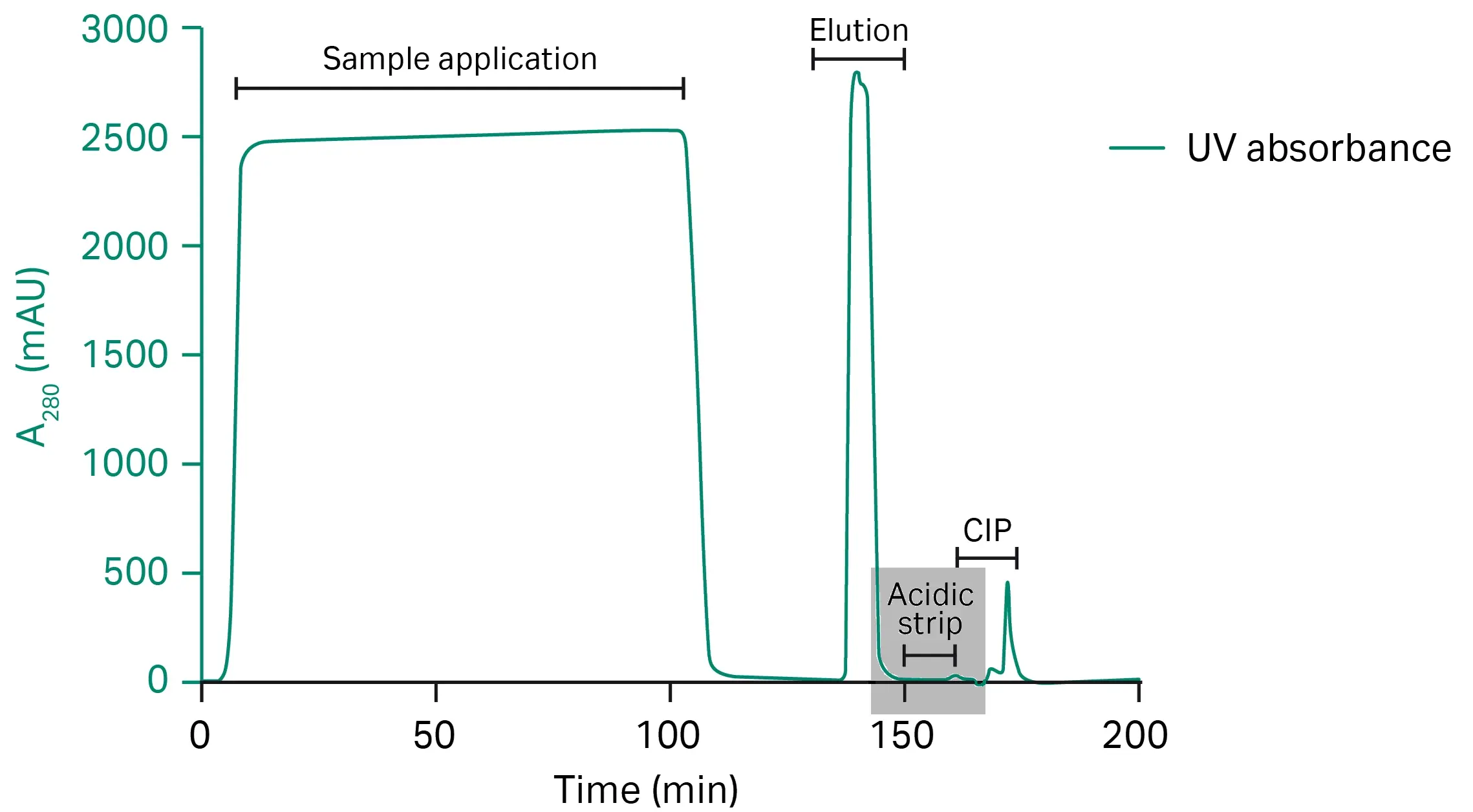 Protein A purification cycle with its different steps