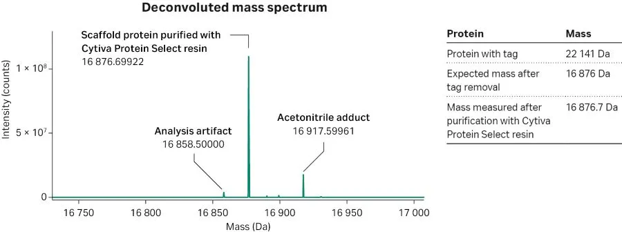 Mass analysis of the purified protein after tag cleavage.