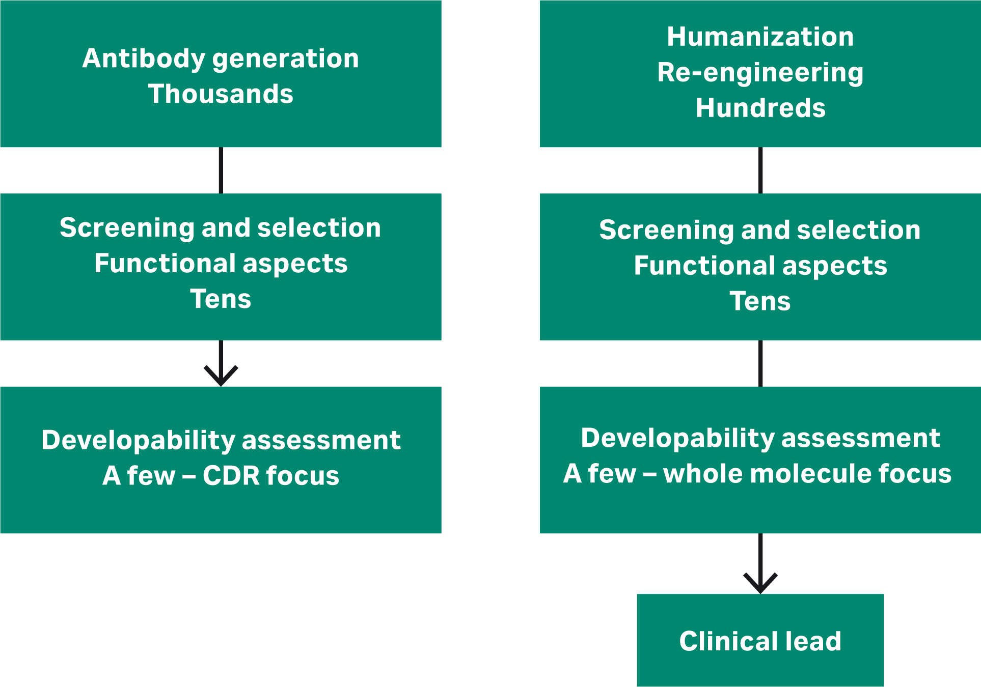 Antibody discovery workflow