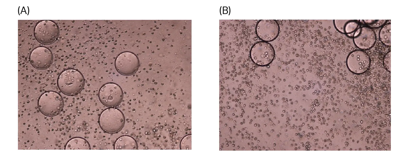 Images showing the cytopathic effect on Vero cells grown on Cytodex™ 3 Gamma or Cytodex™ 3 microcarriers 96 h after infection, at 100% rocking motion