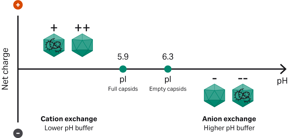 Principles of the separation of full and empty capsids using ion exchange.