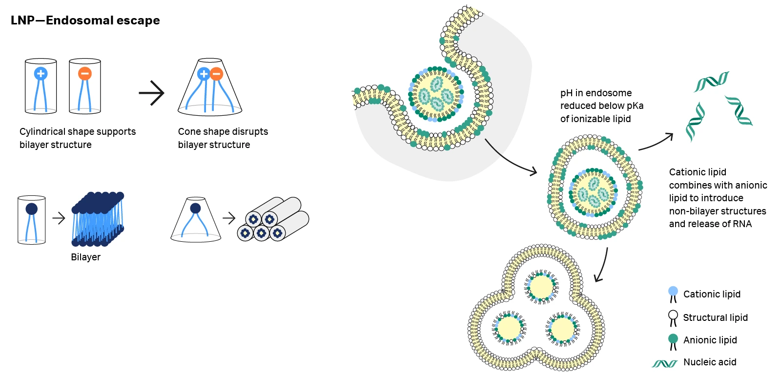 LNP-endosomal escape