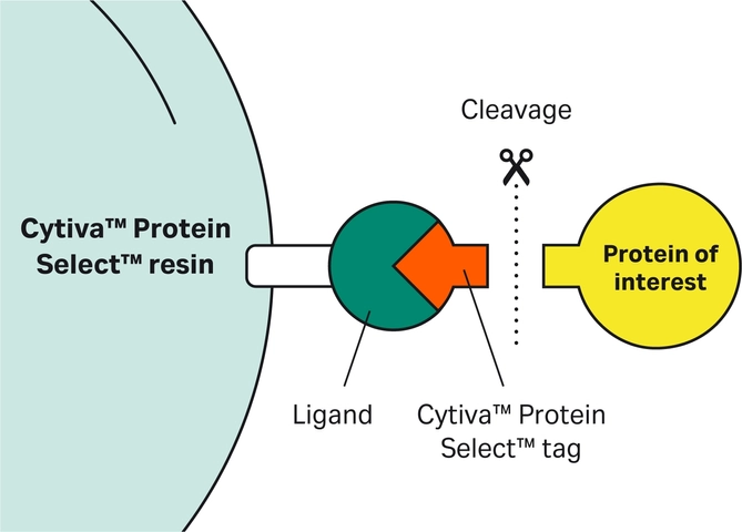 Cytiva Protein Select technology -Principle Tag Cleavage