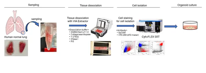 組織分散装置 VIA ExtractorとCytoFLEX SRTセルソーターを用いたAT2オルガノイドの樹立におけるワークフロー概要