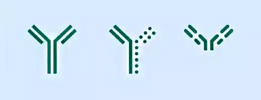 Icons showing antibody varinats