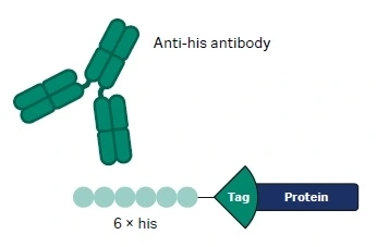 Extra AA to Cytiva Protein Select article - Teaser image