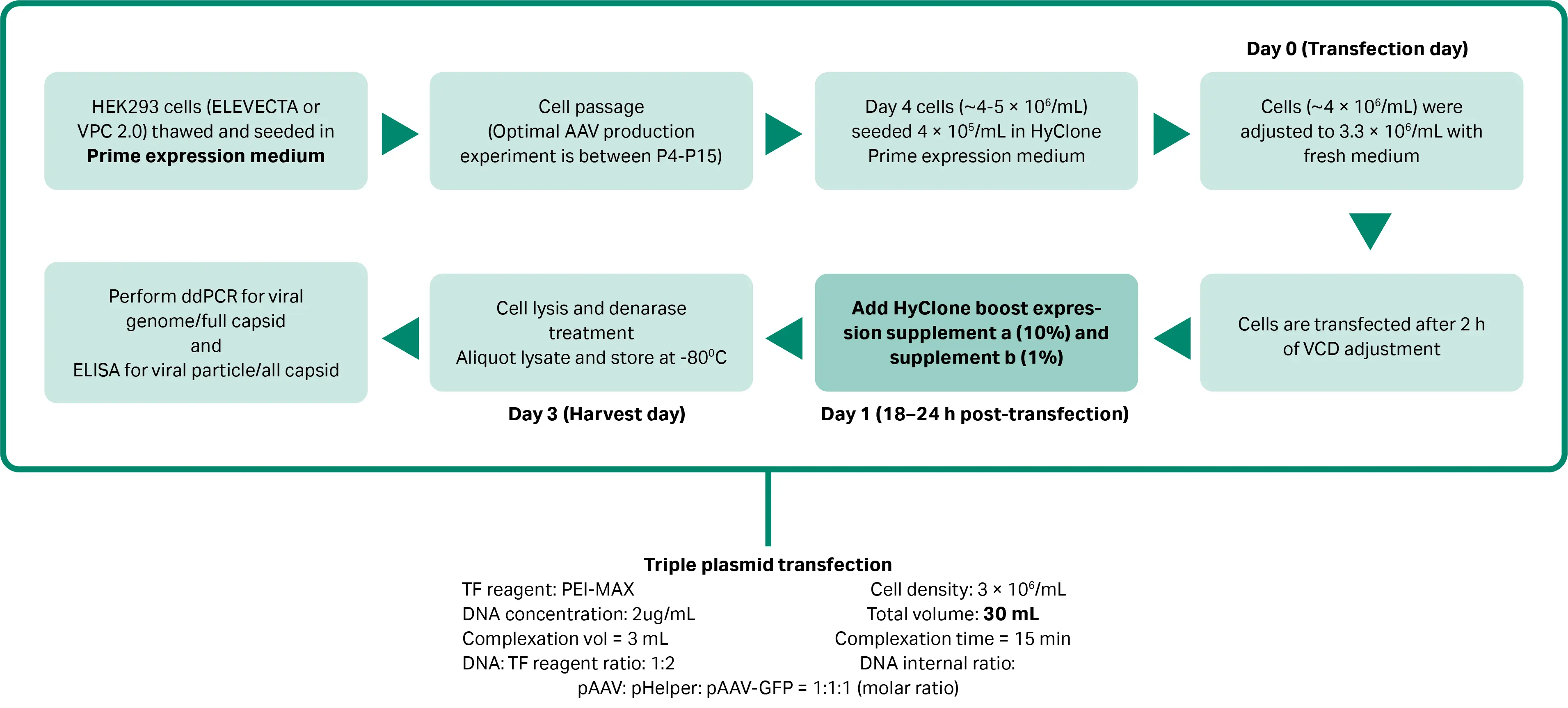 Transient triple transfection process for AAV production