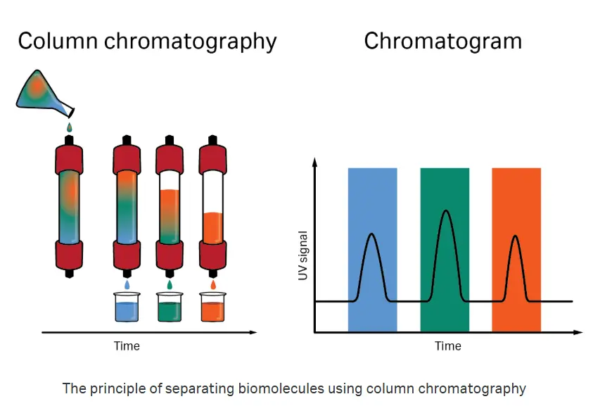 Liquid chromatography illustration showing three molecules in a column and resulting chromatogram with well separated peaks