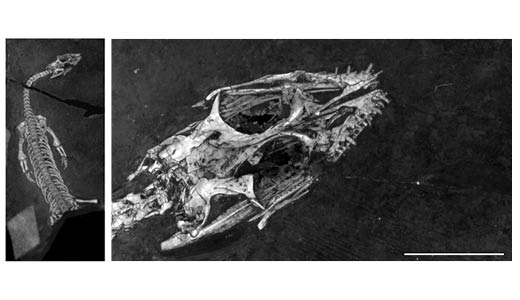 Fossil image 5