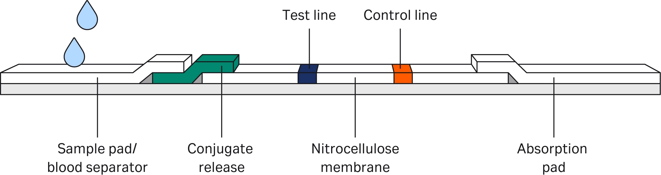Lateral Flow assay example with nitrocellulose membrane