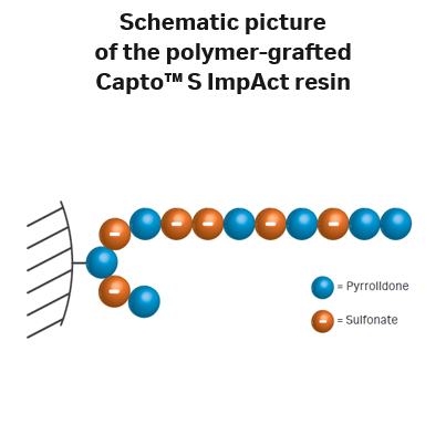Schematic picture of the polymer-grafted Capto™ S ImpAct resin. The polymer surface extender is formed by random grafting between the two building blocks