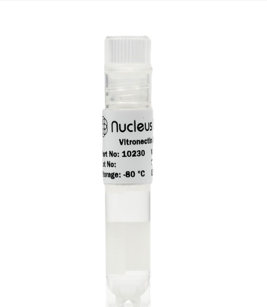 Vitronectin XF from Nucleus Biologics