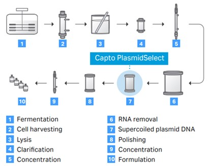 Figure 3. A schematic showing an example of a process for production of high-quality supercoiled plasmid DNA from fermentation to formulation.