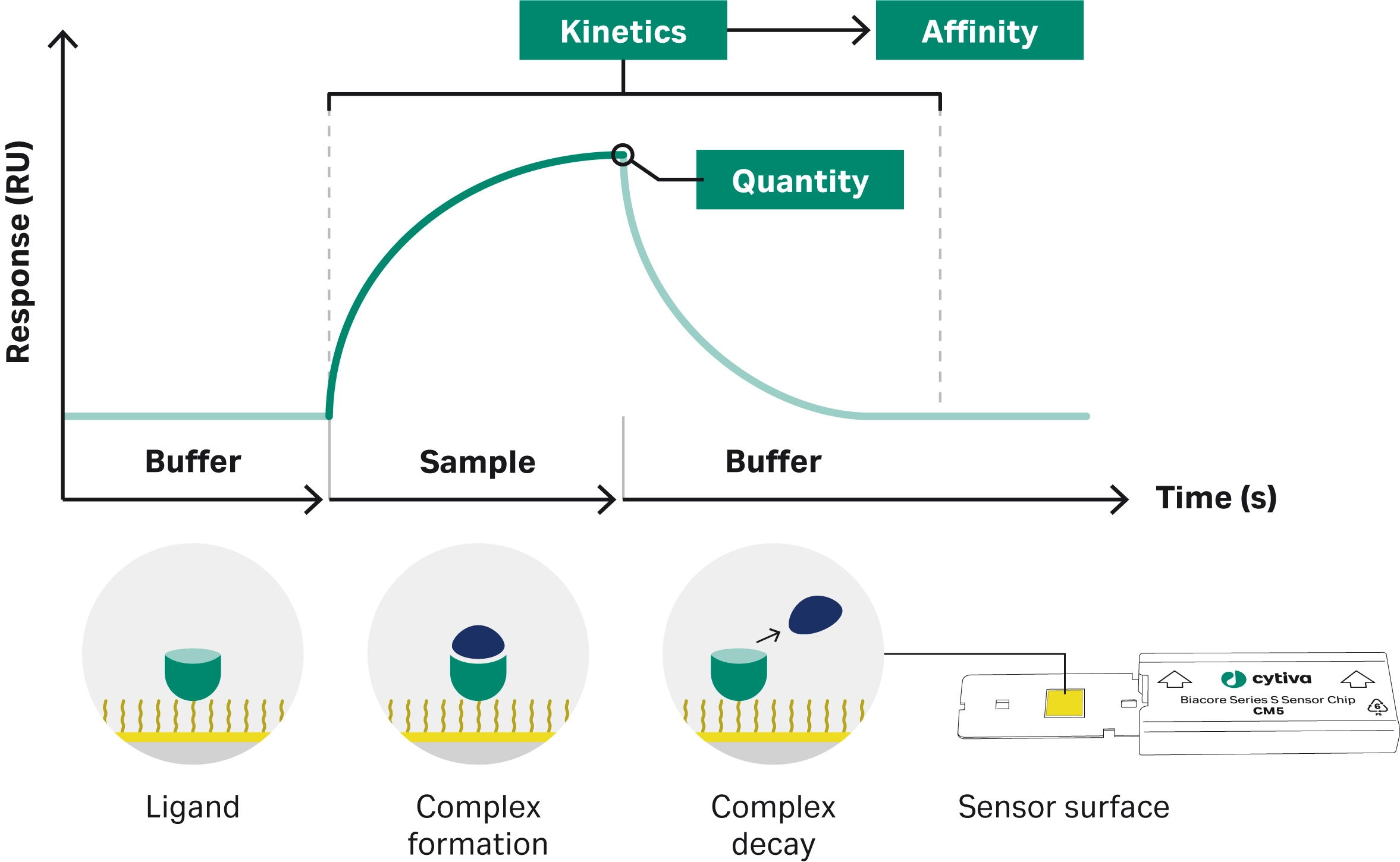 Schematic SPR diagram showing buffer, sample, and dissociation phases, along with illustrations of ligand binding, complex formation, complex decay, and a biacore sensor chip labeled “sensor surface.”