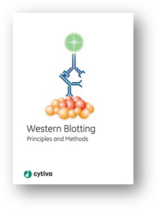 Western Blotting Principles & Methods